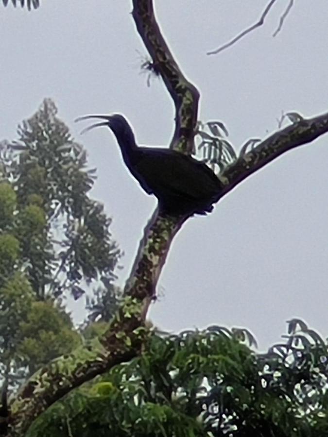 Liberdade